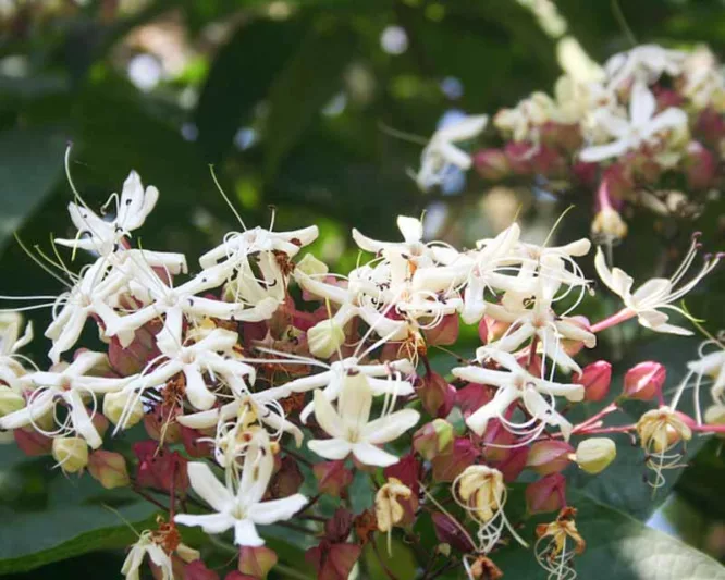 Clerodendrum trichotomum,Harlequin Glorybower, Peanut Butter Tree, Japanese Clethra, Flowering Shrubs, Fragrant shrub, White flowers, Blue Fruits, Purple Fruits,