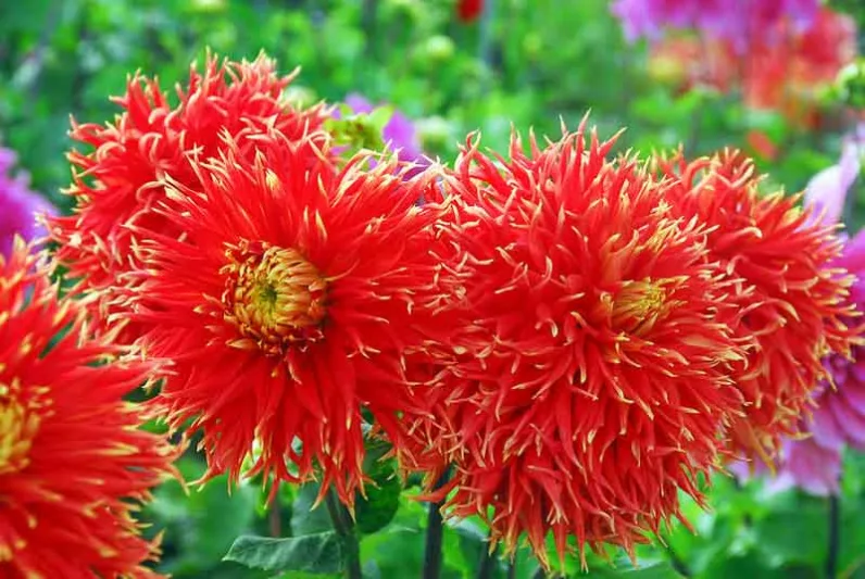 Dahlia 'Show N Tell', 'Show N Tell' Dahlia ,Dinner Plate Dahlias , Dinnerplate Dahlias, Giant Dahlias, Red Dahlia Flowers, Orange Dahlias, Dahlia Tubers, Dahlia Bulbs, Dahlia Flower, Dahlia Flowers, summer bulbs