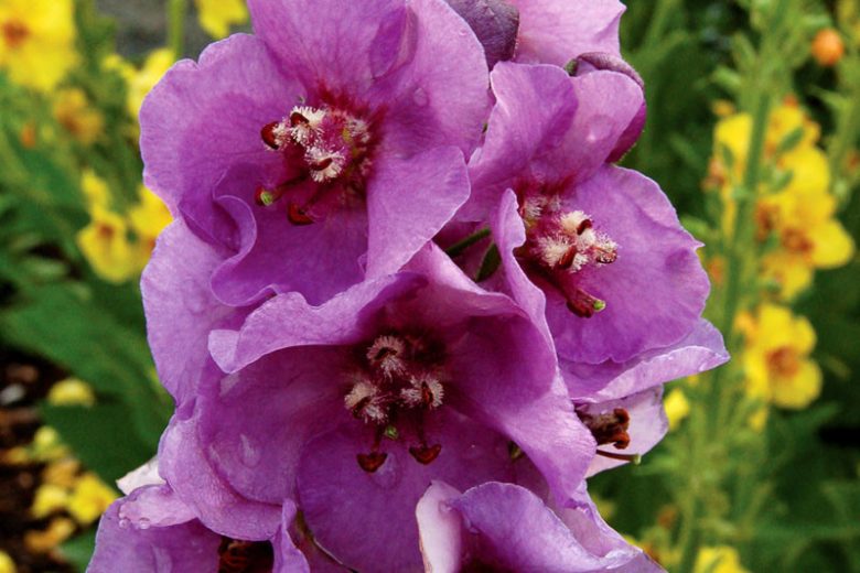Verbascum 'Sugar Plum', Sugar Plum Mullein, Purple flowers, Architectural plants, Vertical Plants, Deer Tolerant perennials,