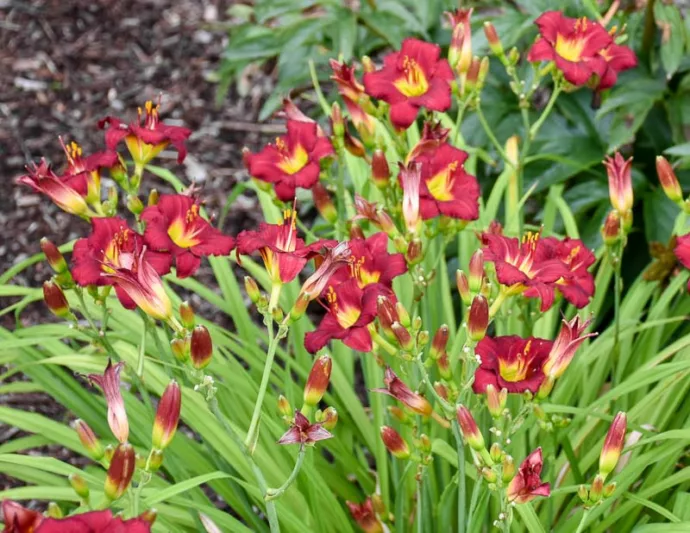 Hemerocallis 'Pardon Me', Daylily 'Pardon Me', Day Lily 'Pardon Me', 'Pardon Me' Daylily, daylilies, Daylily, Day Lilies, Red flowers, Red day lily, Red Daylily, Hemerocallidaceae, perennial, plant