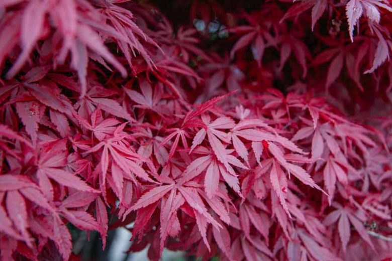 Acer palmatum 'Atropurpureum', Japanese Maple 'Atropurpureum', Acer palmatum 'Blood Leaf', Tree with fall color, Fall color, Attractive bark Tree, purple leaves, Purple Acer, Purple Japanese Maple, Purple Maple,