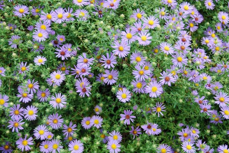 Symphyotrichum oblongifolium, Aromatic Aster, Aromatic American Aster, Fall Aster, Wild Blue Aster, Shale Aster, Aster obligonfolius