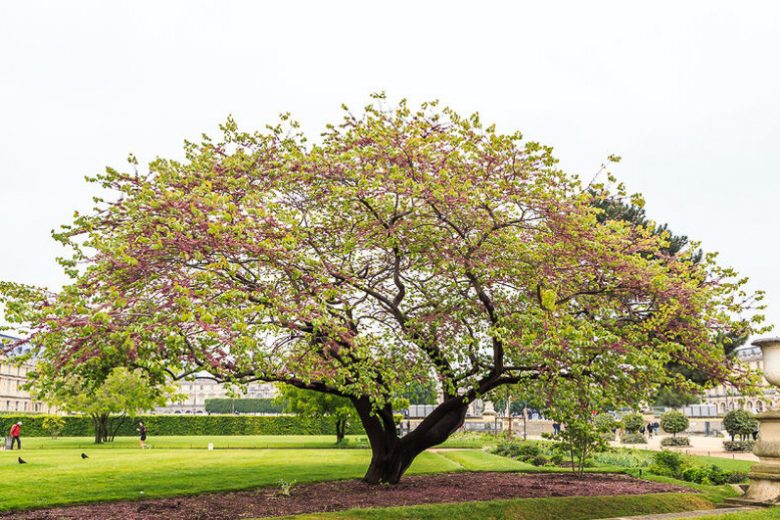 Cercis siliquastrum, Judas Tree, Mediterranean Redbud, Love Tree, Small Tree, Pink Flowers,