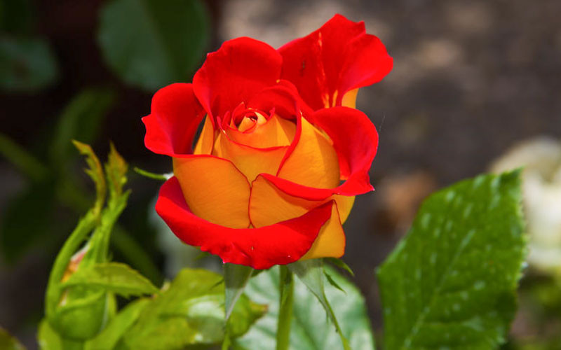 Floribunda Roses, Shrub Roses, Great Roses, Top Roses, Fragrant Roses
