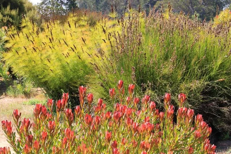 Elegia tectorum, Small Cape Rush, Chondropetalum tectorum, Drought tolerant plant,
