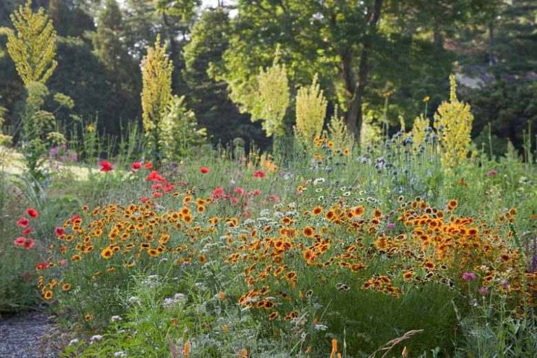 Verbascum Olympicum,Olympian Mullein, Greek Mullein,Verbascum longifolium var. pannosum,  Yellow flowers, Architectural plants, Vertical Plants, Deer Tolerant perennials,Olympic Mullein