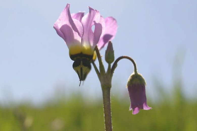 Dodecatheon clevelandii, Padre's Shooting Star, Padre's Shootingstar, Primula clevelandii, California Native Perennial, California Native plants, Purple Flowers