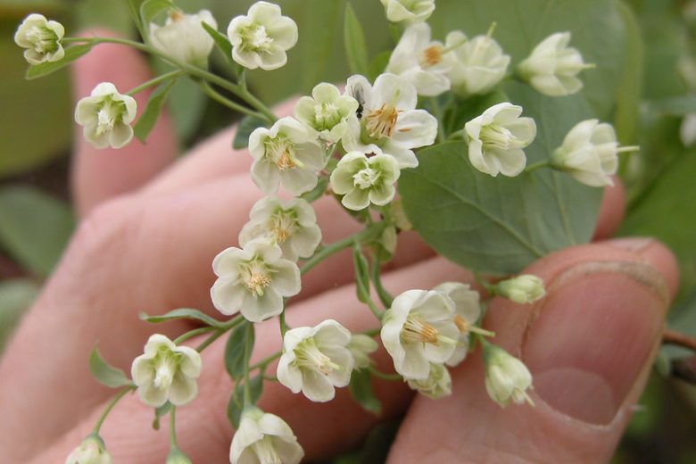 Vaccinium stamineum, Deerberry, Common Deerberry, Blueberries, Fruiting Shrubs, Berries