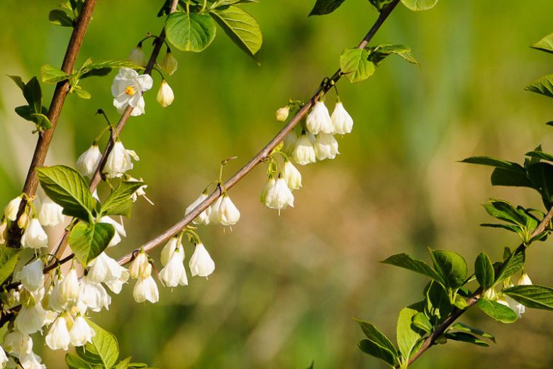 Halesia carolina, Carolina Silverbell, Opossum Wood, Silverbell Tree, Snowdrop Tree, fall color, White flowers