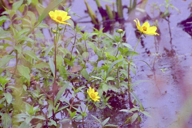 Bidens laevis, Smooth Beggartick, Smooth Bidens, Smooth Bur Marigold, Larger Bur Marigold, Bidens elegans, Bidens nashii, Helianthus laevis,