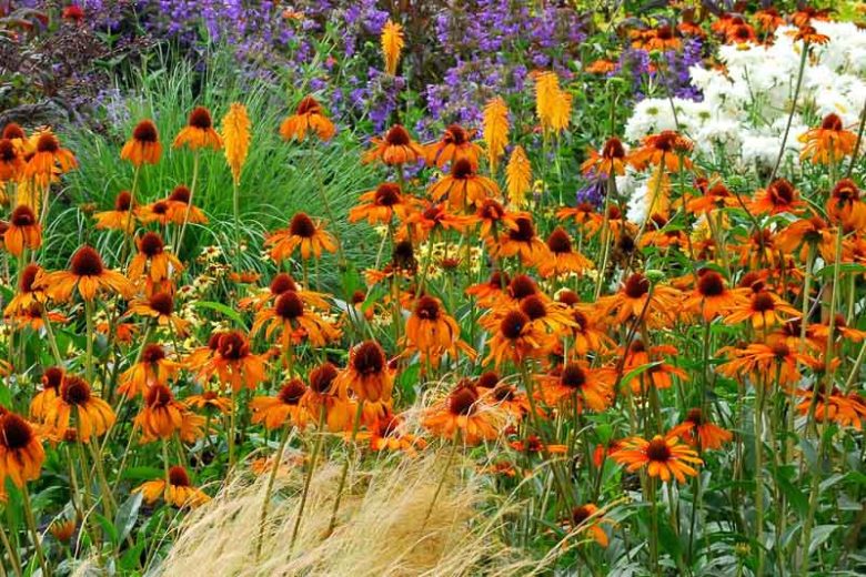 Coneflower Tiki Torch, Echinacea Tiki Torch, Orange Coneflower, Orange Echinacea