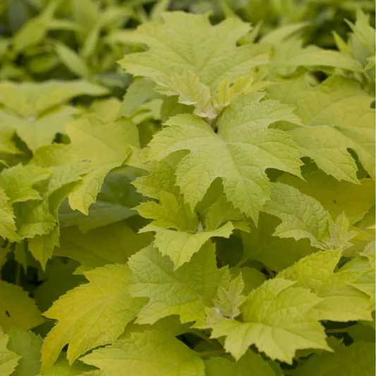Hydrangea Quercifolia Little Honey,Little Honey Oak Leaf Hydrangea, Little Honey Oakleaf Hydrangea, Oak Leaf Hydrangea Little Honey, Oakleaf Hydrangea Little Honey, Hydrangea quercifolia 'Brihon', Hydrangea quercifolia 'Little Honey', white hydrangea, Hydrangea Bush