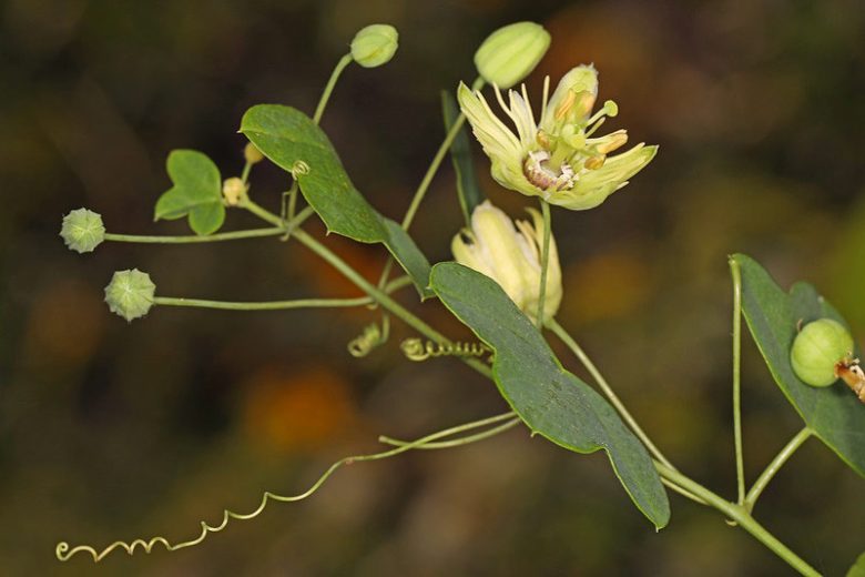 Passiflora lutea, Yellow Passionflower, Yellow Passion Vine, Yellow Passion-Flower, Flower of Five Wounds, Southern Beauty, Yellow Vines, Mediterranean Vines, Yellow Flowers