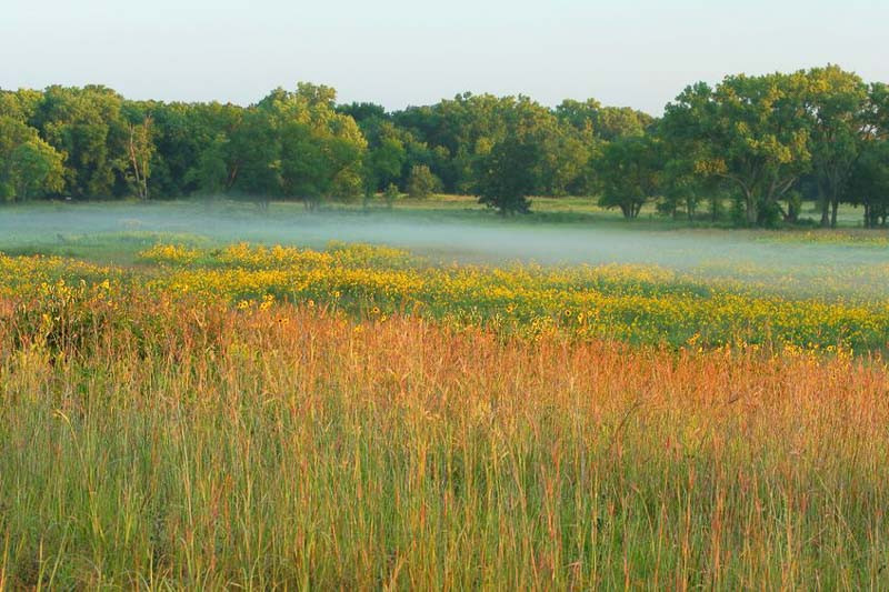 Nebraska Native Plants