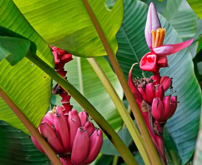Musa velutina, Pink Banana, Hairy Banana, Pink Fruiting Banana, Musa Dasycarpa, Tropical Tree, Tropical Shrub