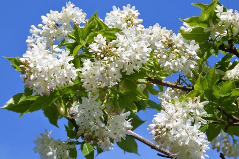 Staphylea trifolia, American Bladdernut, Shade Shrub, White Flowers