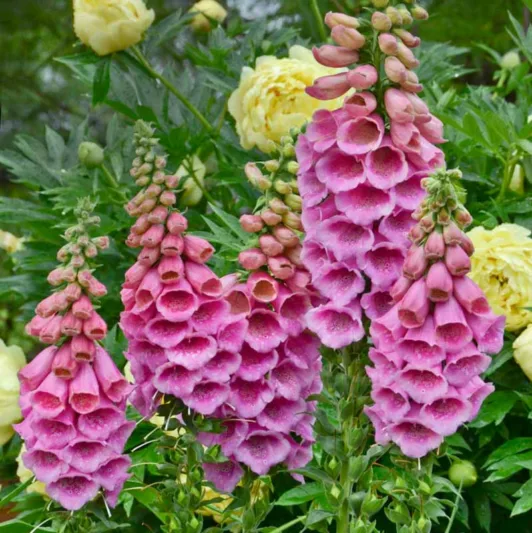 Digitalis Purpurea Polkadot Princess, Common Foxglove Polkadot Princess, Polkadot Princess Foxglove, Foxglove Polkadot Princess, Lady's Glove Polkadot Princess, Pink floxgloves