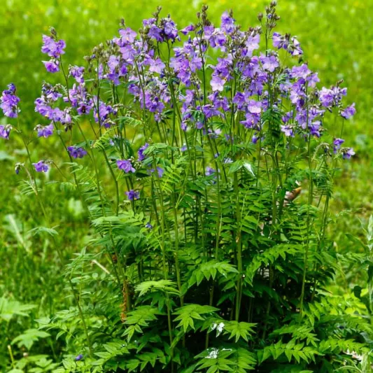 Polemonium caeruleum, Jacob's Ladder, American Great Valerian, Charity, Great Valerian, Ladder to Heaven, Make-Bate, Blue Flowers