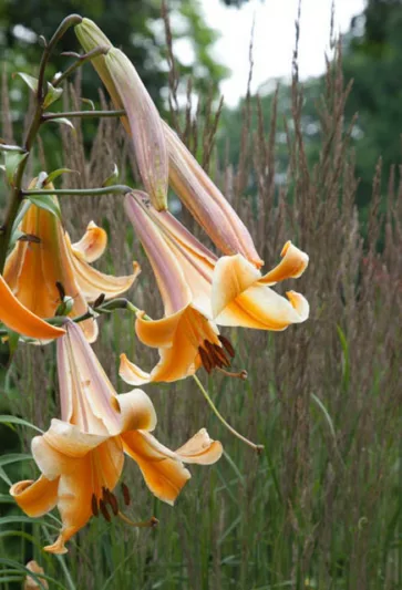 Lilium 'African Queen' , Lily 'African Queen', Trumpet Lily 'African Queen',Summer Bulb, Orange Lilies, Trumpet Lilies, Lily Flower,  Lily Flowers
