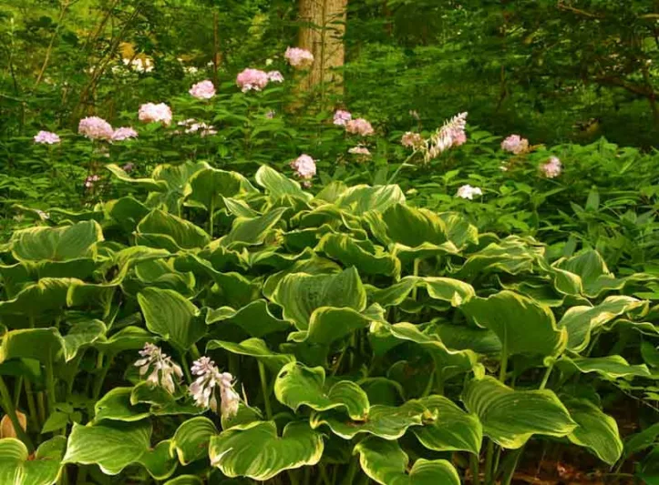Hosta Fortunei var. Aureomarginata, Gold-Edged Plantain Lily, Hosta Fortunei var. Obscura 'Aureomarginata', Hosta 'Aureomarginata' (fortunei), Hosta 'Obscura Marginata' (fortunei), Hosta 'Yellow Edge', Shade perennials, Plants for shade, Hosta 'Gold Crown'