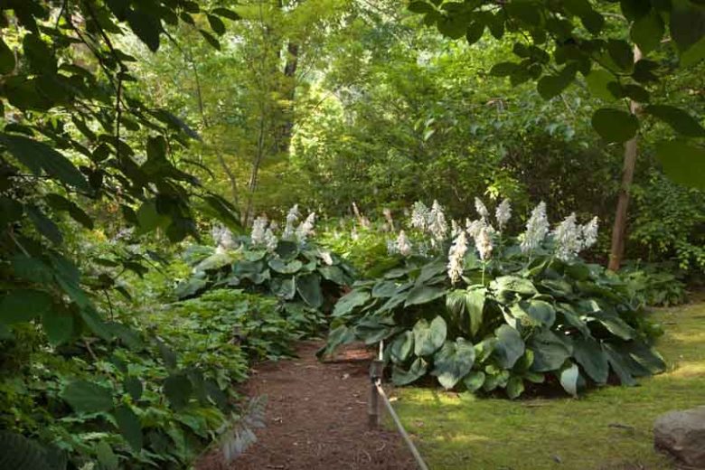Hosta 'Blue Ange',  Plantain Lily 'Blue Angel', 'Blue Angel' Hosta, sieboldiana Hosta, Blue Hostas, Shade perennials, Plants for shade