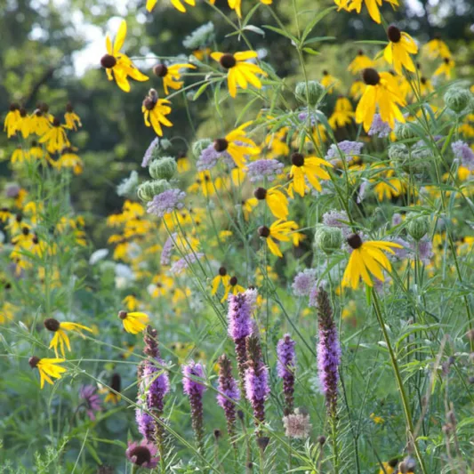 Ratibida Pinnata, Yellow Coneflower, Pinnate Prairie Coneflower, Gray-Head Coneflower, Prairie Coneflower, Coneflower, Coneflowers, Yellow flowers, Yellow Perennials, Grayhead Coneflower, Gray-Headed Coneflower, Grayhead Mexican Hat
