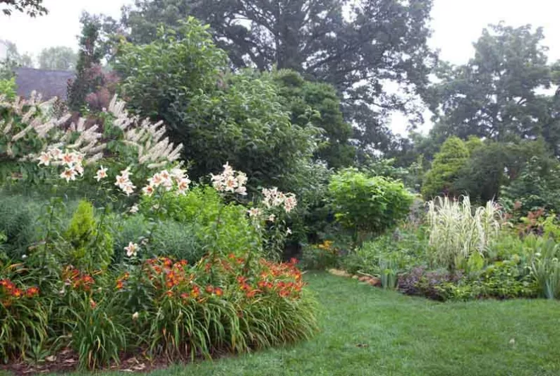 Hemerocallis 'Autumn Red', Daylily 'Autumn Red', Day Lily 'Autumn Red', 'Autumn Red' Daylily, daylilies, Daylily, Day Lilies, Red flowers, Orange day lily, Orange Daylily, Hemerocallidaceae, perennial, plant