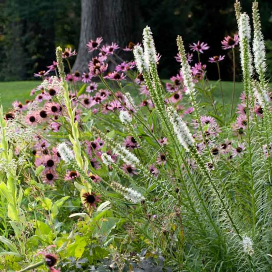 Liatris spicata 'Floristan Weiss', Gayfeather 'Floristan Weiss', White Gayfeather, White Blazing Star, White liatris, White Flowers, Button Snakeroot 'Floristan Weiss', Blazing Star 'Floristan Weiss', Kansas Gayfeather 'Floristan Weiss', Spike Gayfeather 'Floristan Weiss'