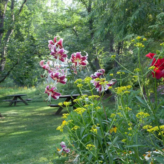 Lilium 'Scheherazade', Lilium 'Sheherazade', Lily 'Scheherazade', Lily 'Sheherazade', Oriental Lily 'Scheherazade', Oriental Trumpet Lily, Orienpet Lily, Oriental Trumpet Lilies, Orienpet Lilies, Pink Lilies, Bicolor Lilies, Fragrant lilies, Lily flower,