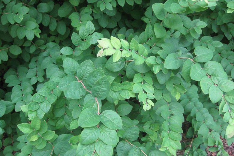 Symphoricarpos orbiculatus, Coralberry, Coral Berry, Indian Currant, Buckbrush, Pink berries, shrubs, fall color, shrub with berries