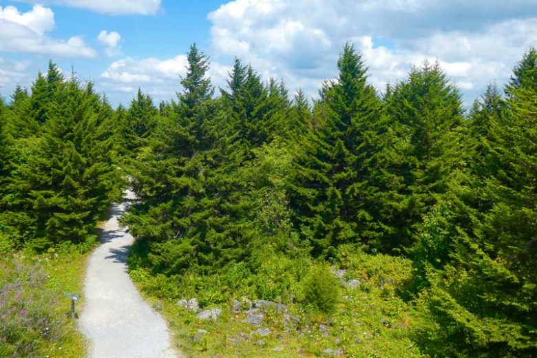 Picea rubens, Red Spruce, Yellow Spruce, West Virginia Spruce, Eastern Spruce, He-balsam, Arctic Spruce, Newfoundland Red Pine, Picea australis, Evergreen Conifer, Evergreen Shrub, Evergreen Tree