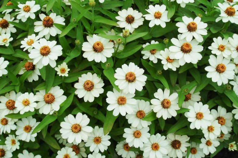Zinnia Profusion Series, Zinnia Elegans 'Profusion, Zinnia Angustifolia 'Profusion', Zinnia x Hybrida 'Profusion', Drought tolerant plants, heat tolerant plants, Humidity tolerant plants, Low maintenance plants