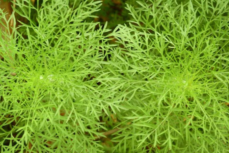 eupatorium capillifolium, Dogfennel, Dog Fennel, Sneeze Weed, Eupatorium capillifolium 'Elegant Feather'