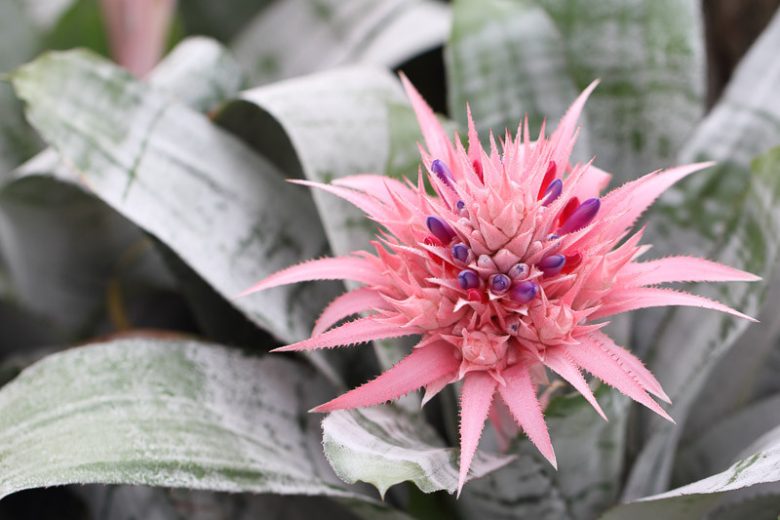 Aechmea fasciata, Urn Plant, Silver Vase Plant, Pink Flowers, Evergreen Perennial