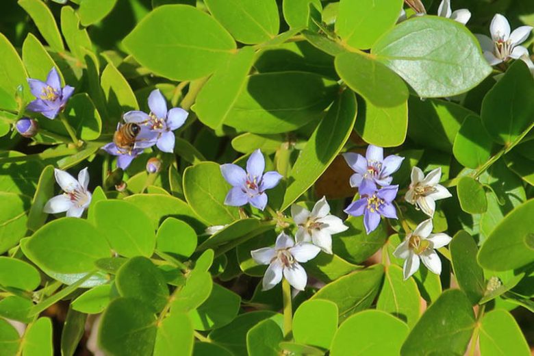 Guaiacum sanctum, Holywood, Holywood Lignum-Vitae, Florida Native Shrub, Florida Native Tree, Evergreen Shrub, Evergreen Tree