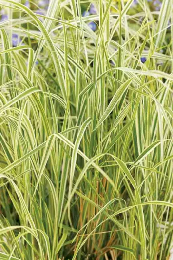 Feather Reed Grass, Calamagrostis x Acutiflora Overdam, Deer resistant plant, Overdam grass