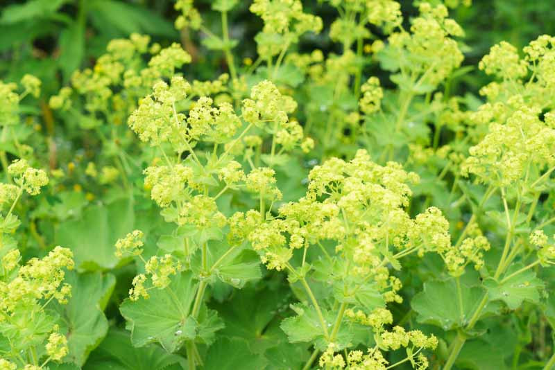 Alchemilla, Lady's Mantle, Alpine Lady's Mantle, Dwarf Lady's Mantle, Foliage perennial, Groundcover, Edging Plant