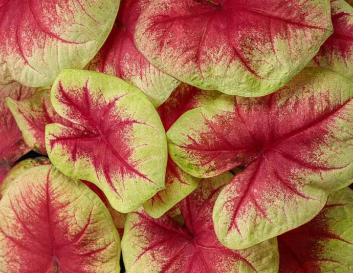 Caladium Heart to Heart® 'Lemon Blush', Angel Wings Heart to Heart® 'Lemon Blush', Shade Plant, Red leaves, Red Foliage, Fancy Caladium, Fancy-Leafed Caladium