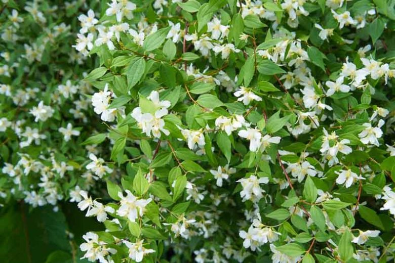 philadelphus microphyllus, Littleleaf Mock Orange, Mock Orange, White flowers, Fragrant shrub, Flowering Shrub