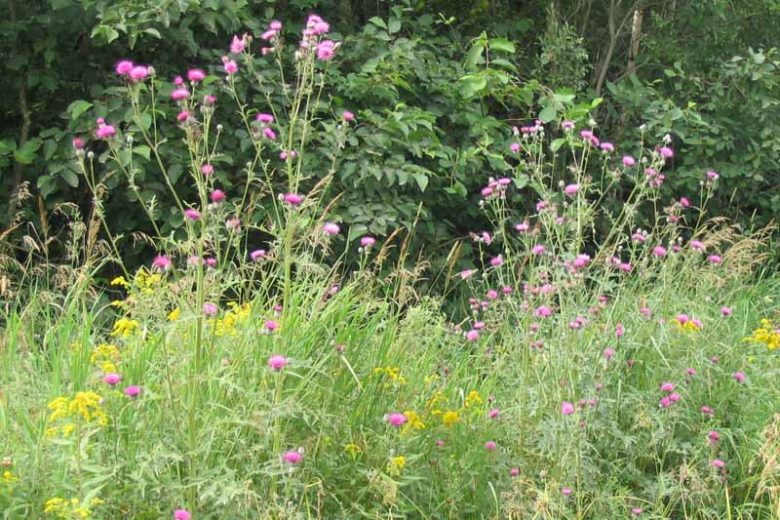 Cirsium muticum, Swamp Thistle, Carduus muticus, Cirsium bigelovii, Butterfly plants, Purple flowers, Pink flowers