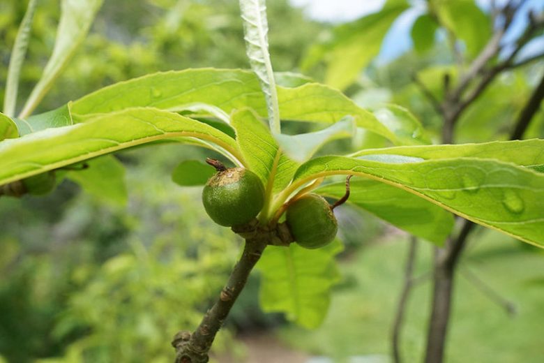 Franklinia alatamaha, Franklin Tree, Franklinia, Franklintree, Gordonia alatamaha, Gordonia pubescens, fall color, White flowers