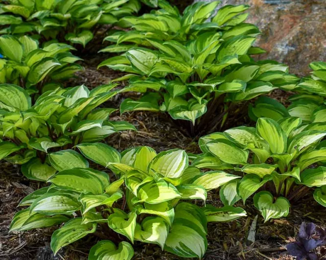 Hosta Island Breeze, Variegated Plantain lily, Island Breeze Hosta, Plantain Lily 'Island Breeze', Shade perennials, Plants for shade