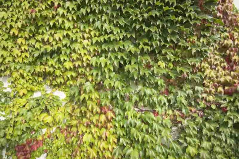 Parthenocissus tricuspidata 'Veitchii', Boston Ivy 'Veitchii', Japanese Creeper 'Veitchii', Japanese Ivy 'Veitchii', Deciduous Vines, Red Vines