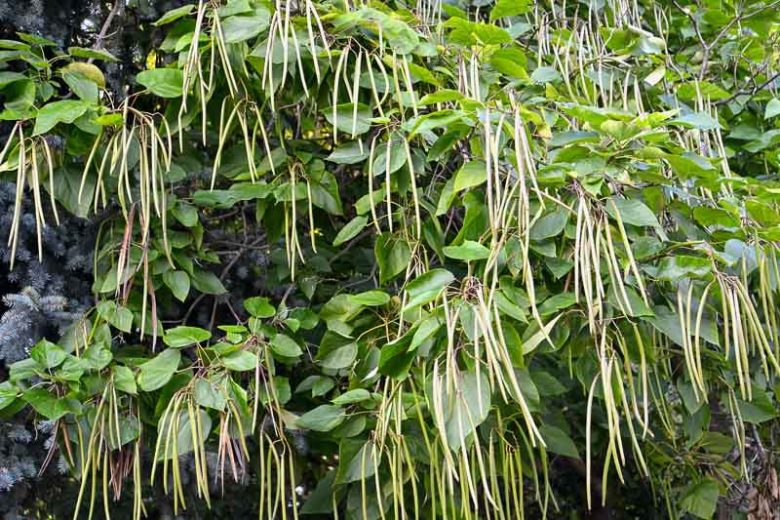 Catalpa bignonioides, Catawba, Southern Catalpa, Indian Cigar, Eastern Catalpa, Smoking Bean, Indian Bean Tree, Catalpa catalpa, Catalpa syringaefolia