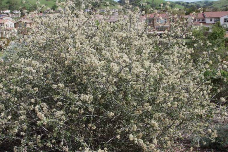 Ceanothus cuneatus, Buckbrush, Buckbrush Ceanothus, Blue Brush, Cuneate Ceanothus, Wedgeleaf Ceanothus, Fragrant Shrubs, Evergreen Shrubs