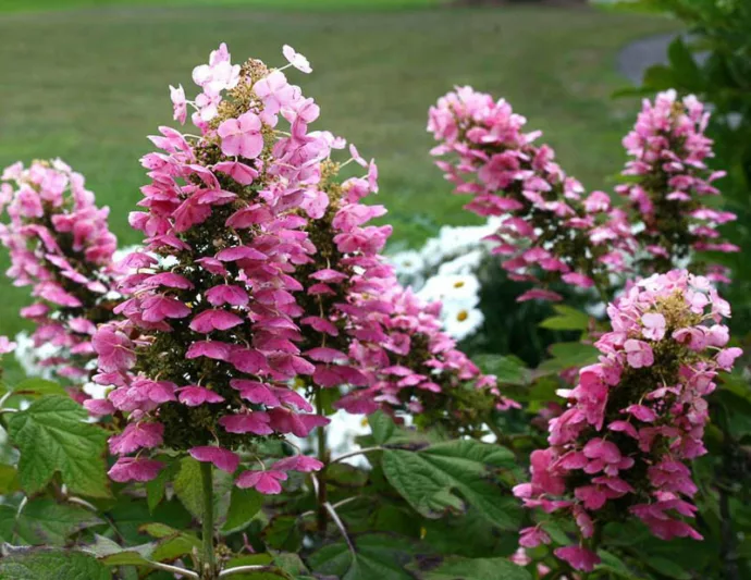 Hydrangea Quercifolia Gatsby Gatsby Pink Oak Leaf Hydrangea, Gatsby Pink Oakleaf Hydrangea, Oak Leaf Hydrangea Gatsby Pink®, Oakleaf Hydrangea Gatsby Pink®, Hydrangea quercifolia 'JoAnn', Pink Hydrangea, Pink Oak leaf Hydrangea, Hydrangea Bush
