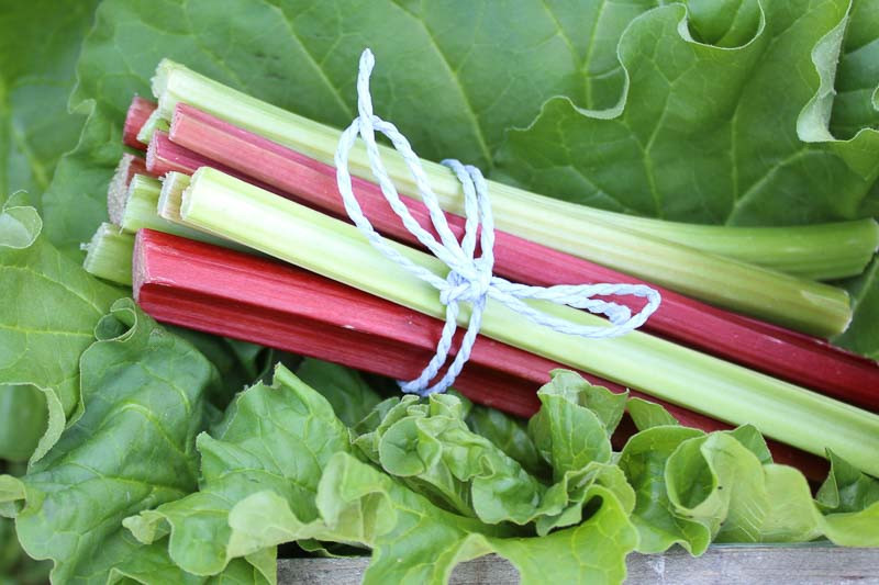 Rheum, Chinese Rhubarb, Ornamental Rhubarb, Rheum rhabarbarum, Garden Rhubarb, Edible Rhubard, Pie Rhubarb, Palmate Rhubarb, Rheum x hybridum,