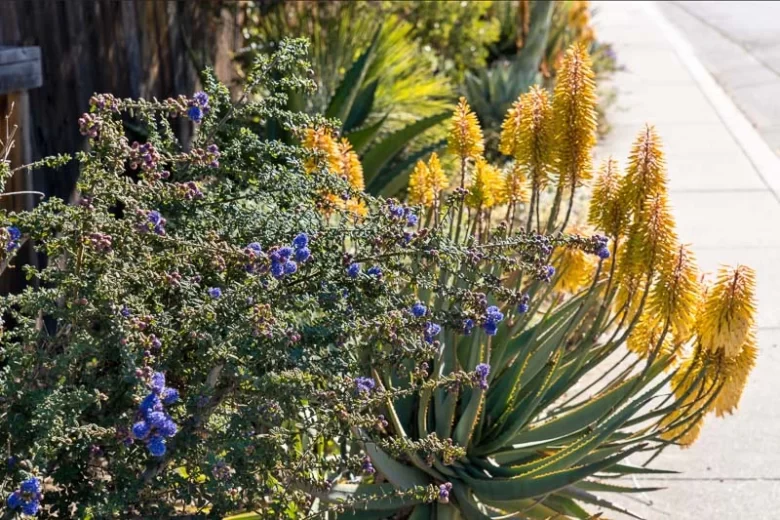 Aloe Moonglow™, Moonglow Aloe, Aloe 'LEO 3151A', Yellow flowers, Succulents, Aloes, Drought tolerant plants