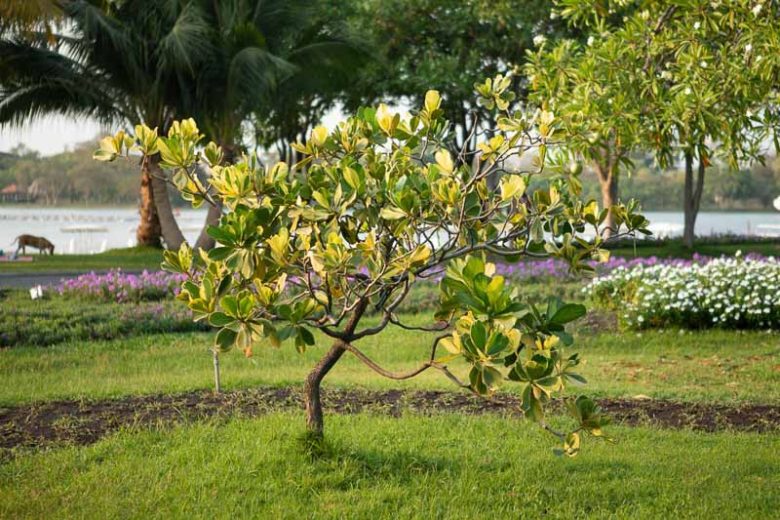Clusia rosea, Scotch Attorney, Pitch-Apple, Autograph Tree, Florida Native Plant, Florida Native Tree, Evergreen Tree
