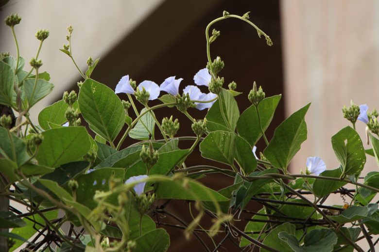 Jacquemontia pentanthos, Skyblue Clustervine, Key West Morning-Glory , Pineland Clustervine, Jacquemontia canescens, Native Florida Vine, Blue Flowers, Florida Native Plants, Florida Native Vines